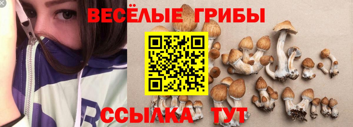 Псилоцибиновые грибы Psilocybine cubensis Чебоксары